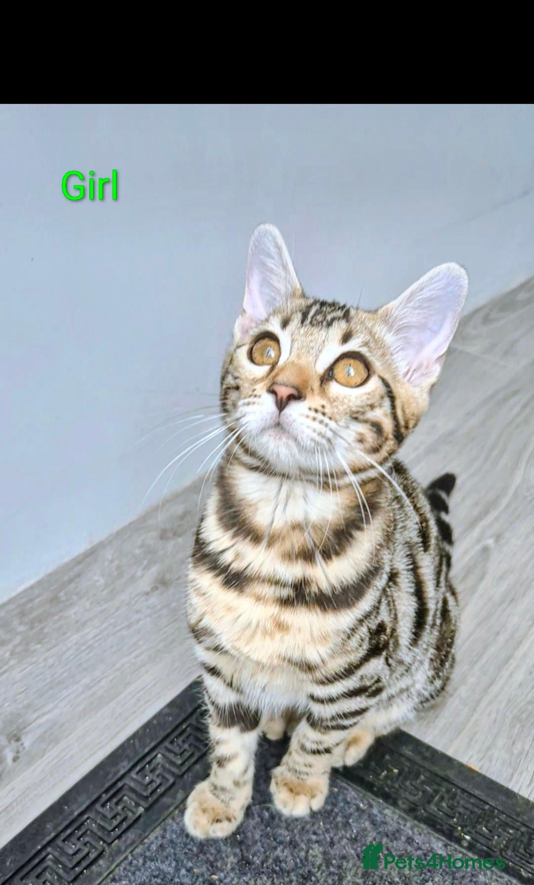 Bengal cats 🥰 Only 2 Bengal Kittens Left – Don’t Miss Out!”🫶 - Advert 2