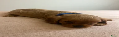 Cavalier King Charles Spaniel 1