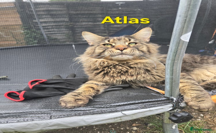 Maine Coon cats - Advert 1