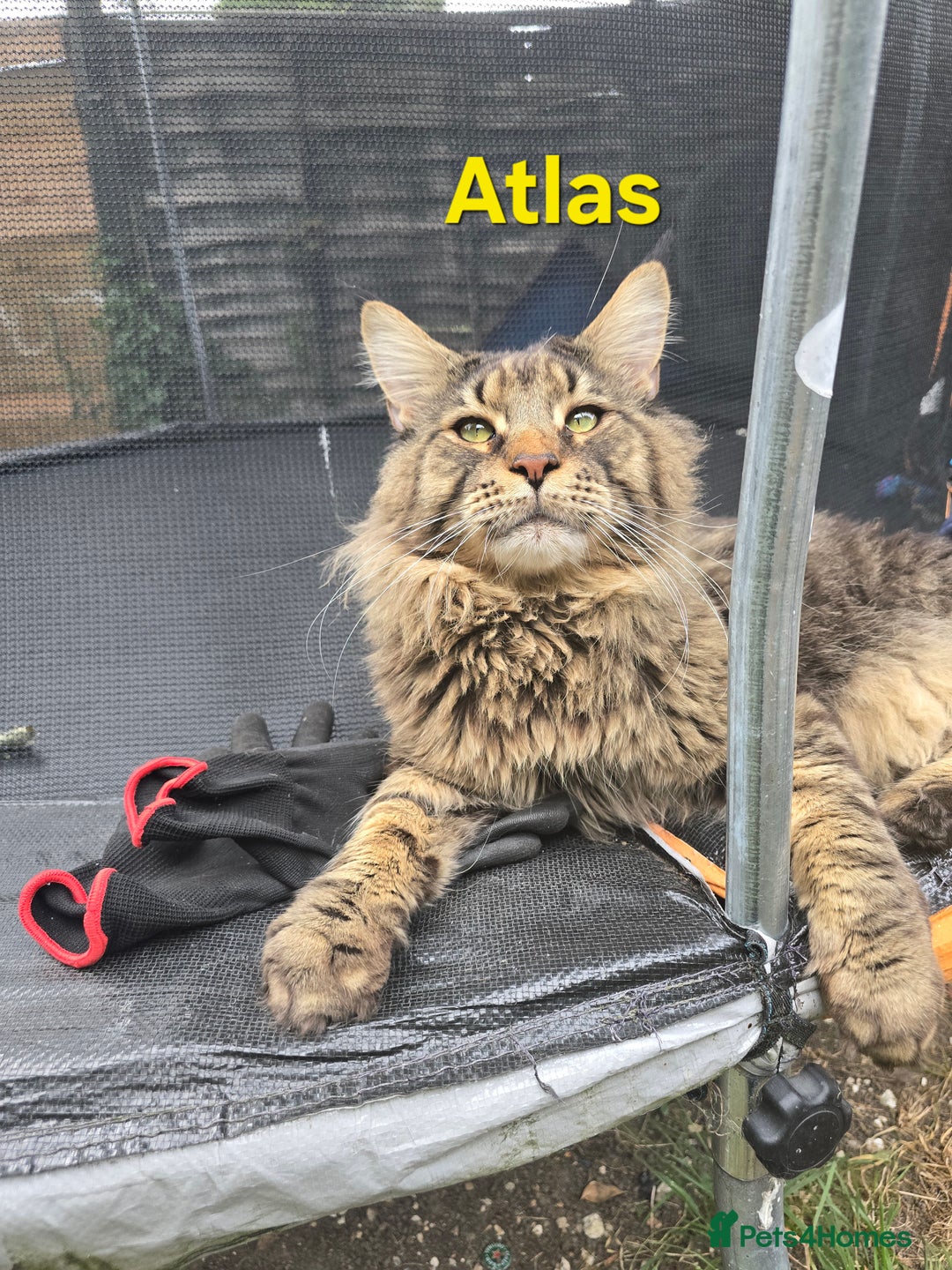Maine Coon cats for sale:  GCCF Champion Title Maine Coon - Image 4