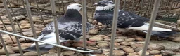Pigeons birds for sale: Two Sweet Female Pigeons - Advert 5