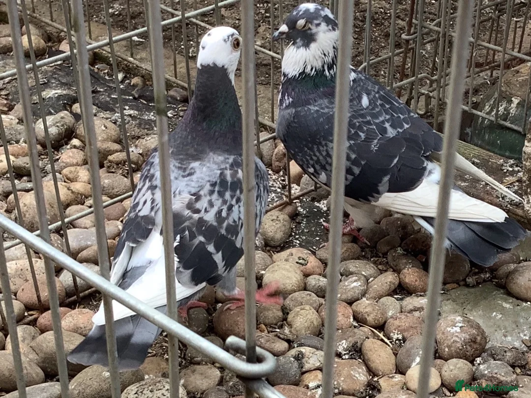 Pigeons birds for sale: Two Sweet Female Pigeons - Advert 5