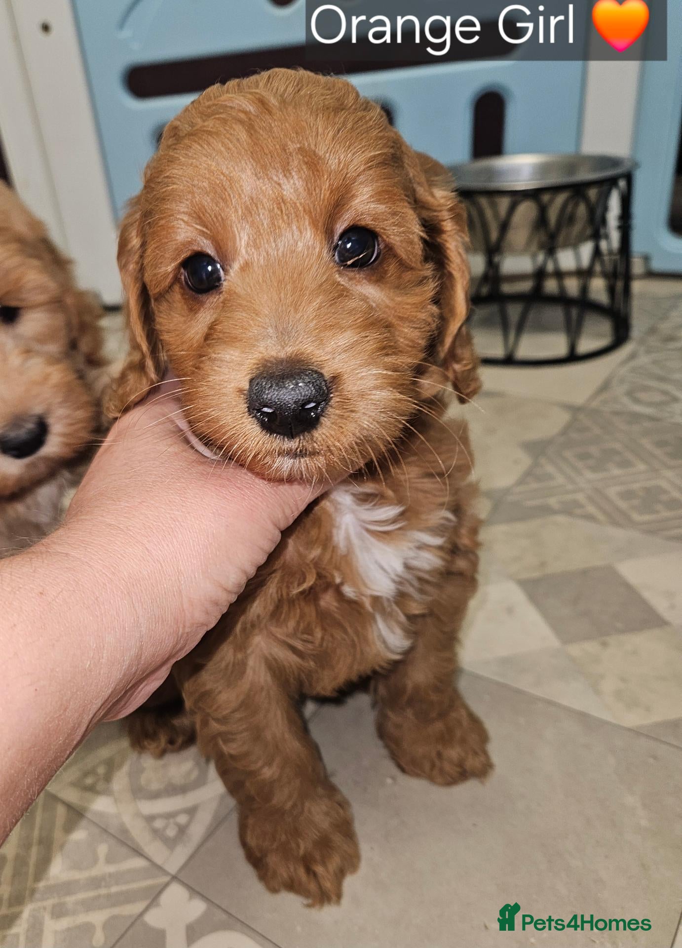 Cockapoo dogs Ready for loving homes licensed, cockapoo girls  - Advert 2