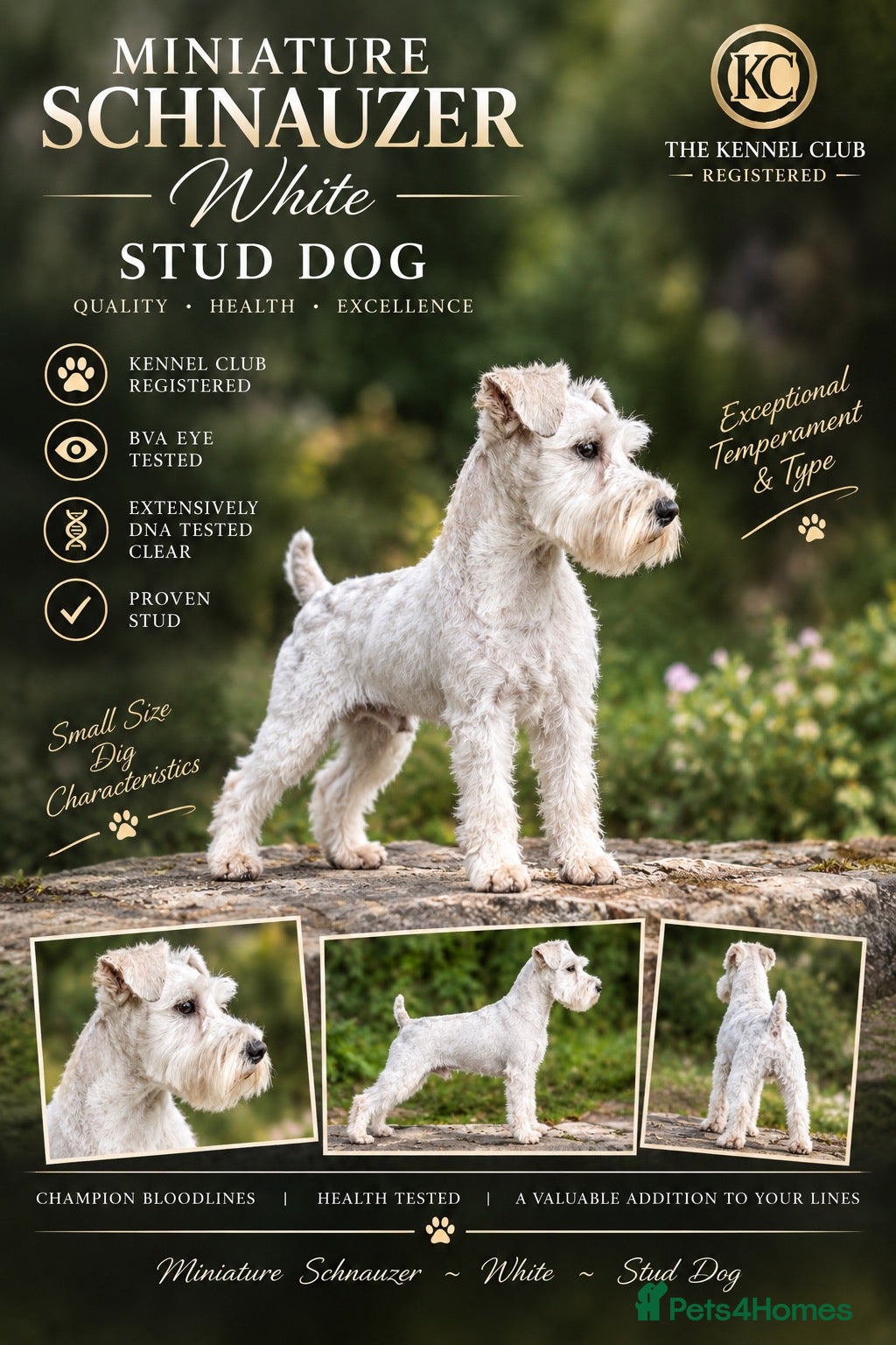 Miniature Schnauzer dogs *mini white kennel club schnauzer stud**HEALTH * - Advert 2