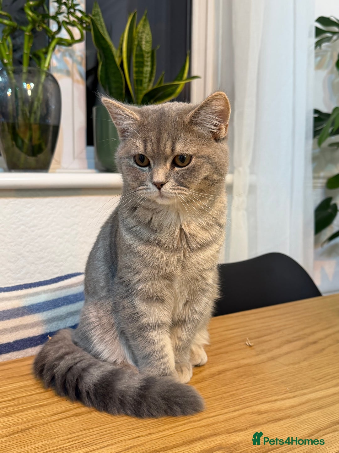 British Shorthair cats for sale: British short hair  - Advert 6