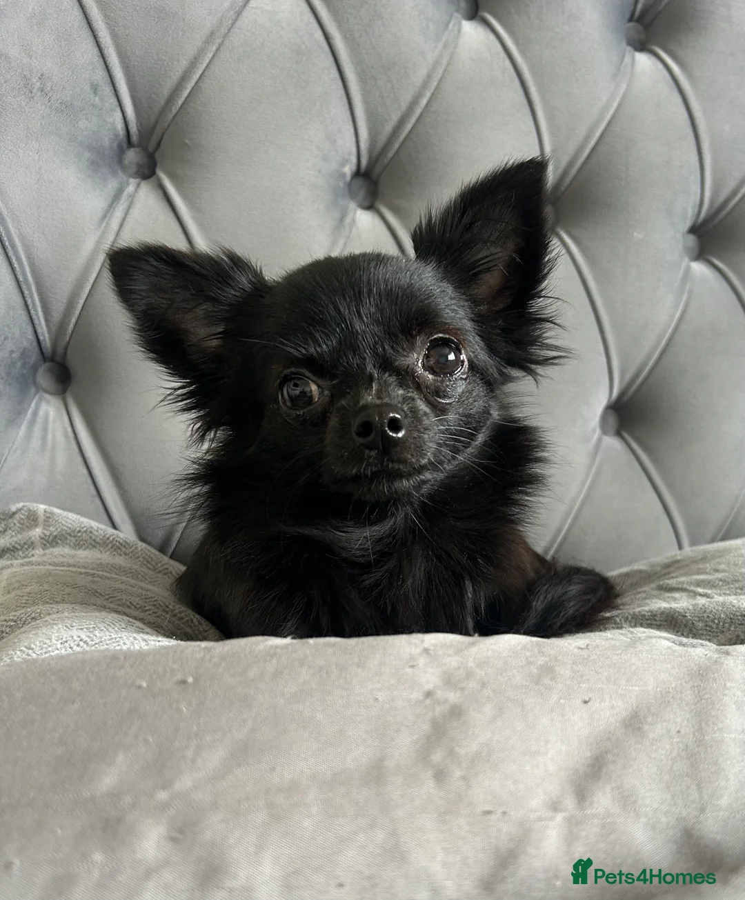 Chihuahua dogs for sale: Beautiful female chihuahua in Stamford - Advert 2