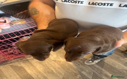 Dachshund dogs for sale: Female dachshund pups - Image 3