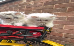 Persian cats for sale: Lovely Persian cats  - Image 25