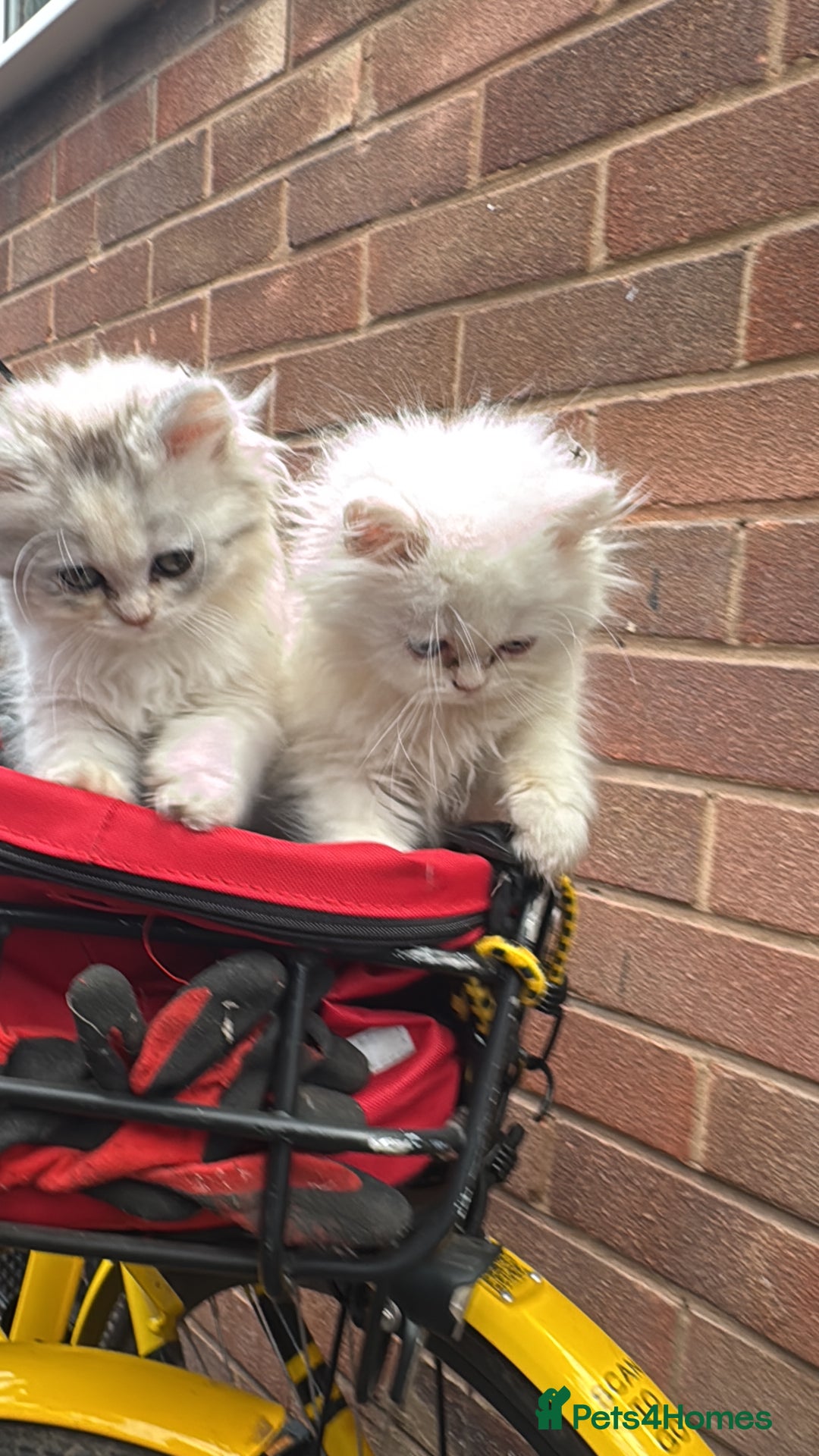 Persian cats for sale: Lovely Persian cats  - Image 25