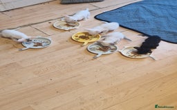 Mixed Breed cats for sale: Mixed breed kittens siamese cross Oriental  - Image 10