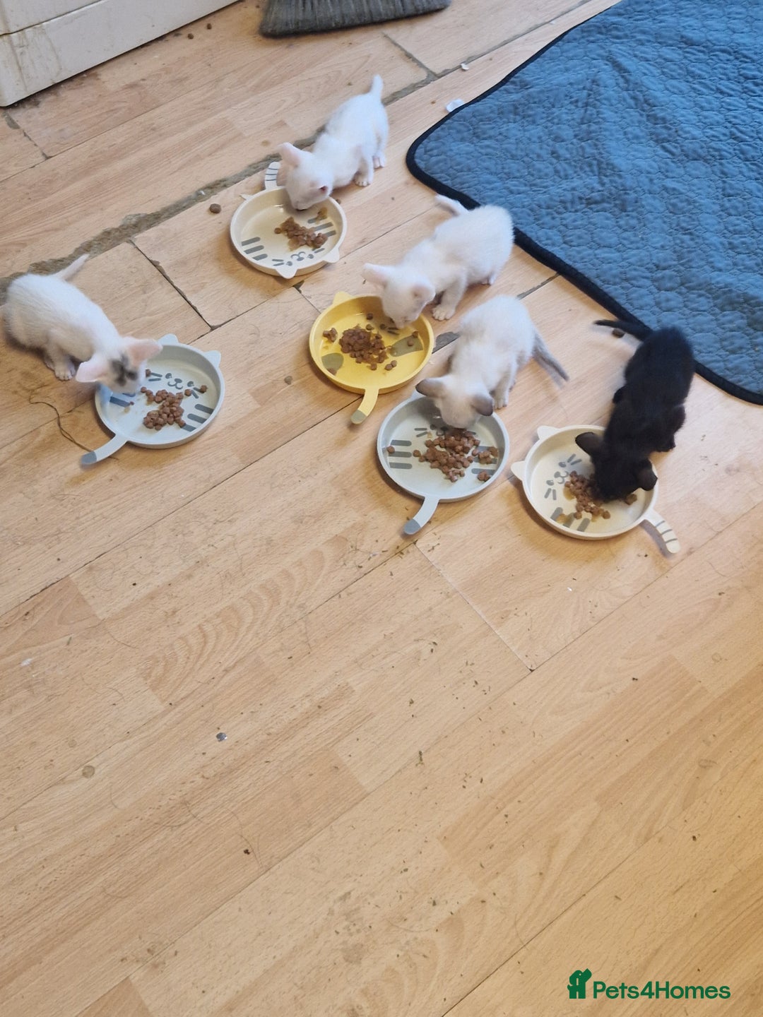 Mixed Breed cats for sale: Mixed breed kittens siamese cross Oriental  - Image 10