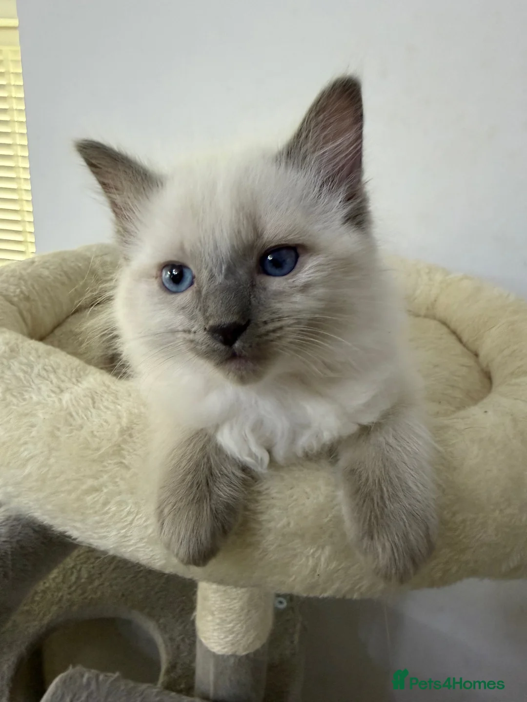 Ragdoll cats for sale: Adorable and friendly Ragdoll Kittens - Advert 32