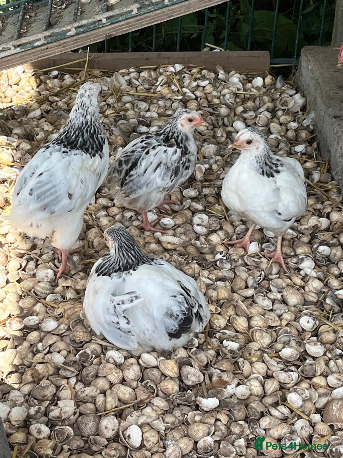 Chickens poultry Light Sussex bantoms - Advert 16