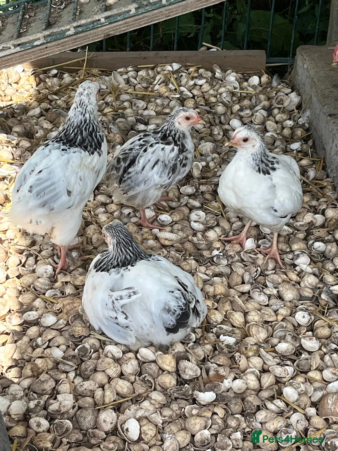 Chickens poultry for sale: Light Sussex bantoms in Rochford - Advert 1