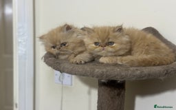 Persian cats for sale: Pedigree Persian Kittens ready to be rehomed - Image 22