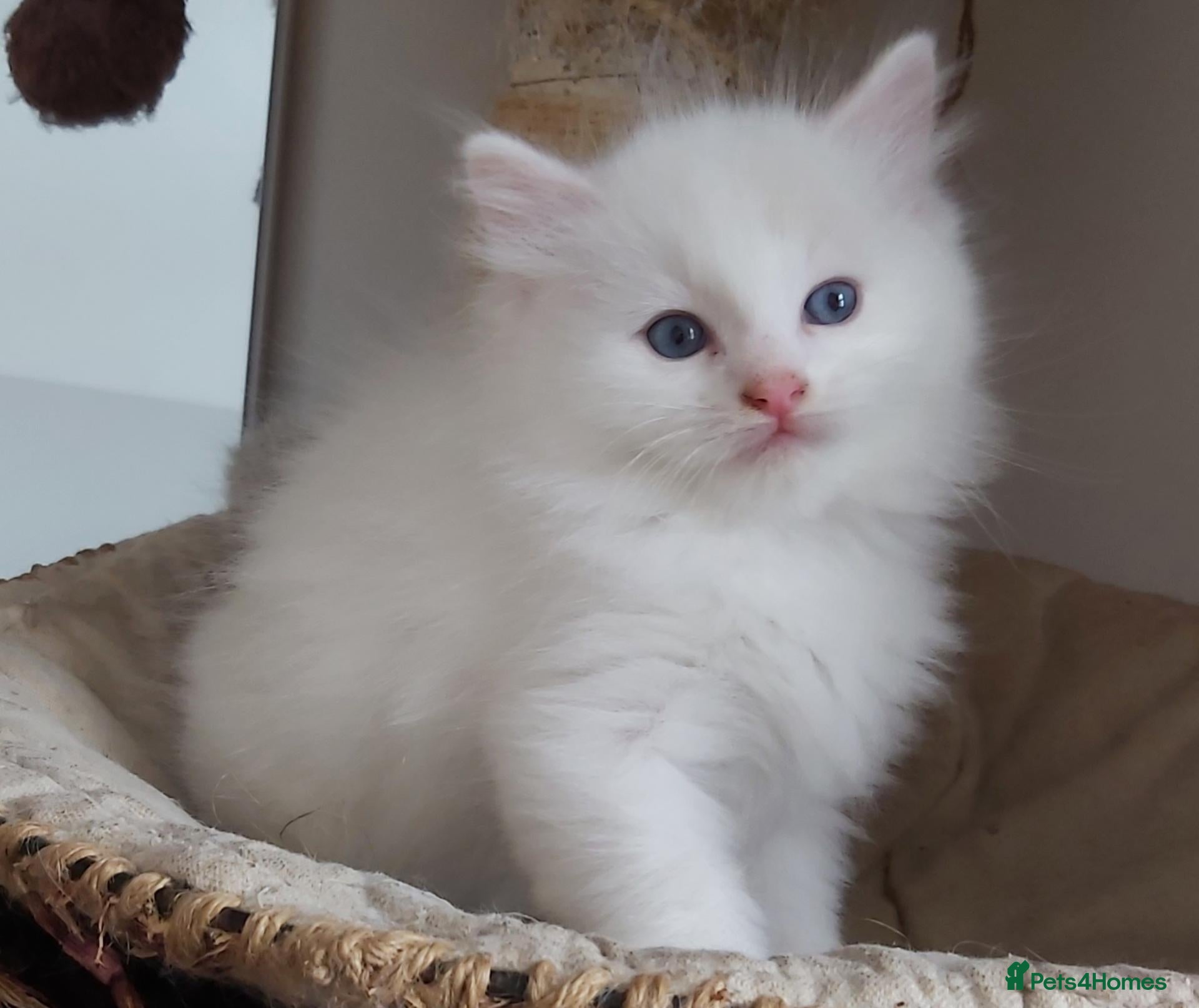 Ragdoll cats RAGDOLLS BICOLOUR BOY BLUE EYES  - Advert 15