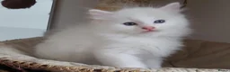 Ragdoll cats for sale: RAGDOLLS BICOLOUR GIRL BOY BLUE EYES  - Advert 6