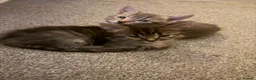 Mixed Breed cats for sale: Mix Bread Females - Advert 4
