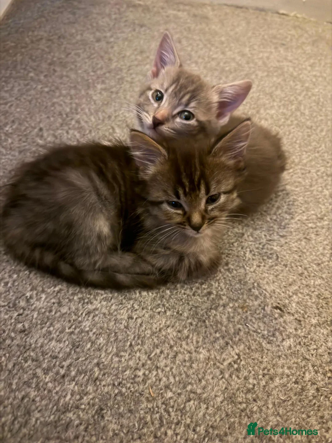 Mixed Breed cats for sale: Mix Bread Females - Advert 4