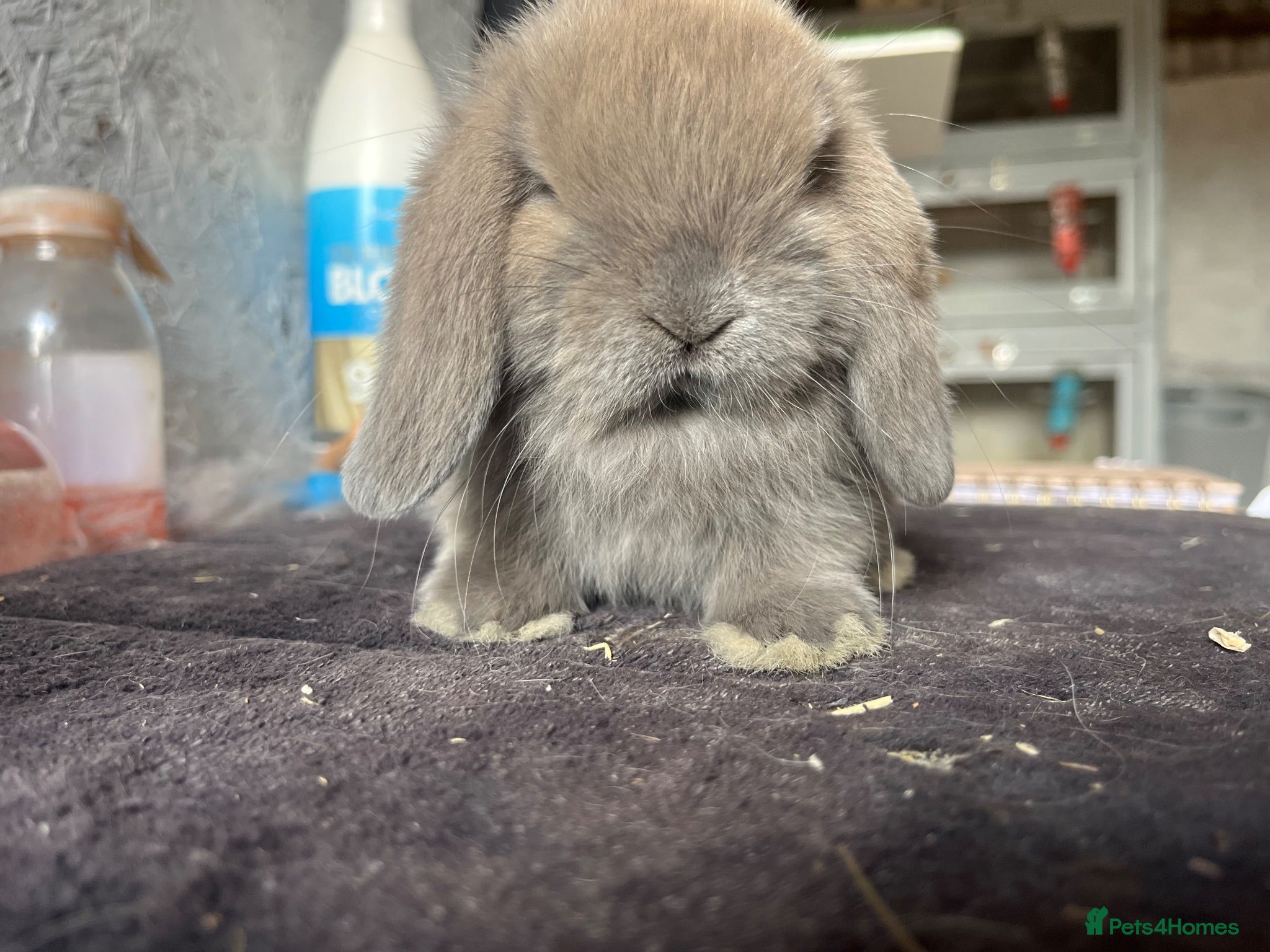 Mini Lop rabbits Mini lop - Advert 2