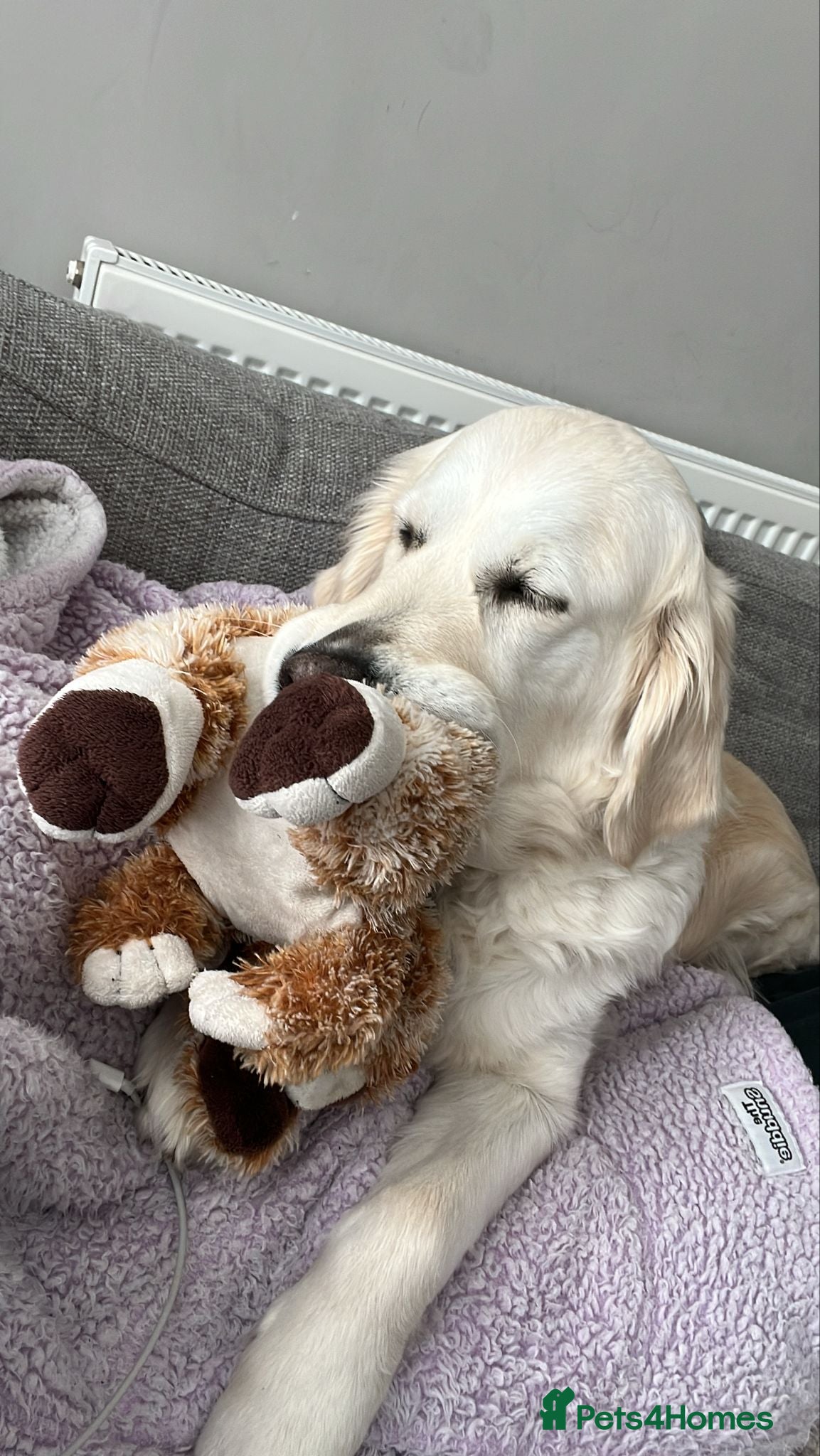 Golden Retriever dogs  Show & Field Champion Heritage due june  - Advert 5