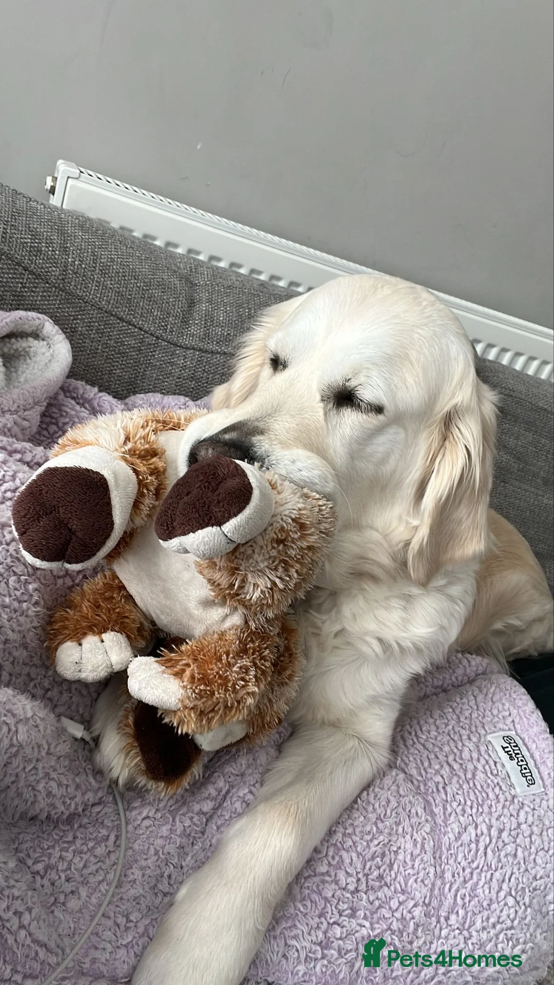 Golden Retriever dogs for sale:  Show & Field Champion Heritage due june  - Advert 1