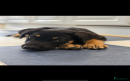 Mixed Breed dogs for sale: Shepweiler X Dogue de Bordeaux Pup for sale  - Image 1
