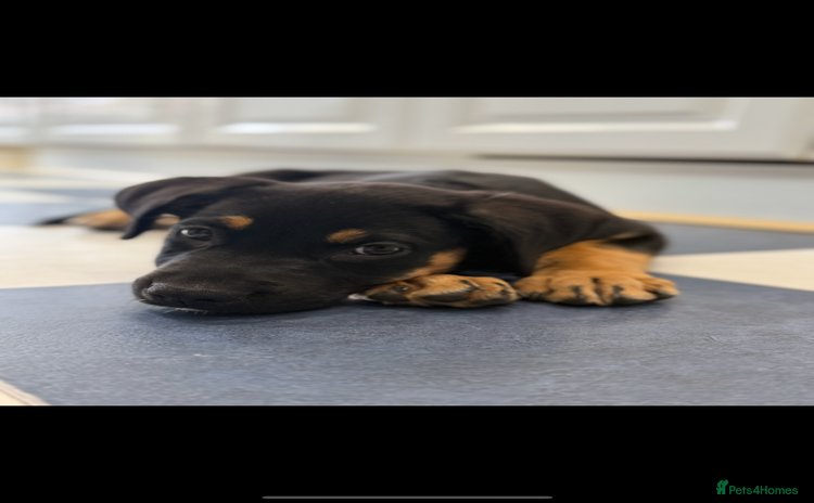 Mixed Breed dogs - Advert 2