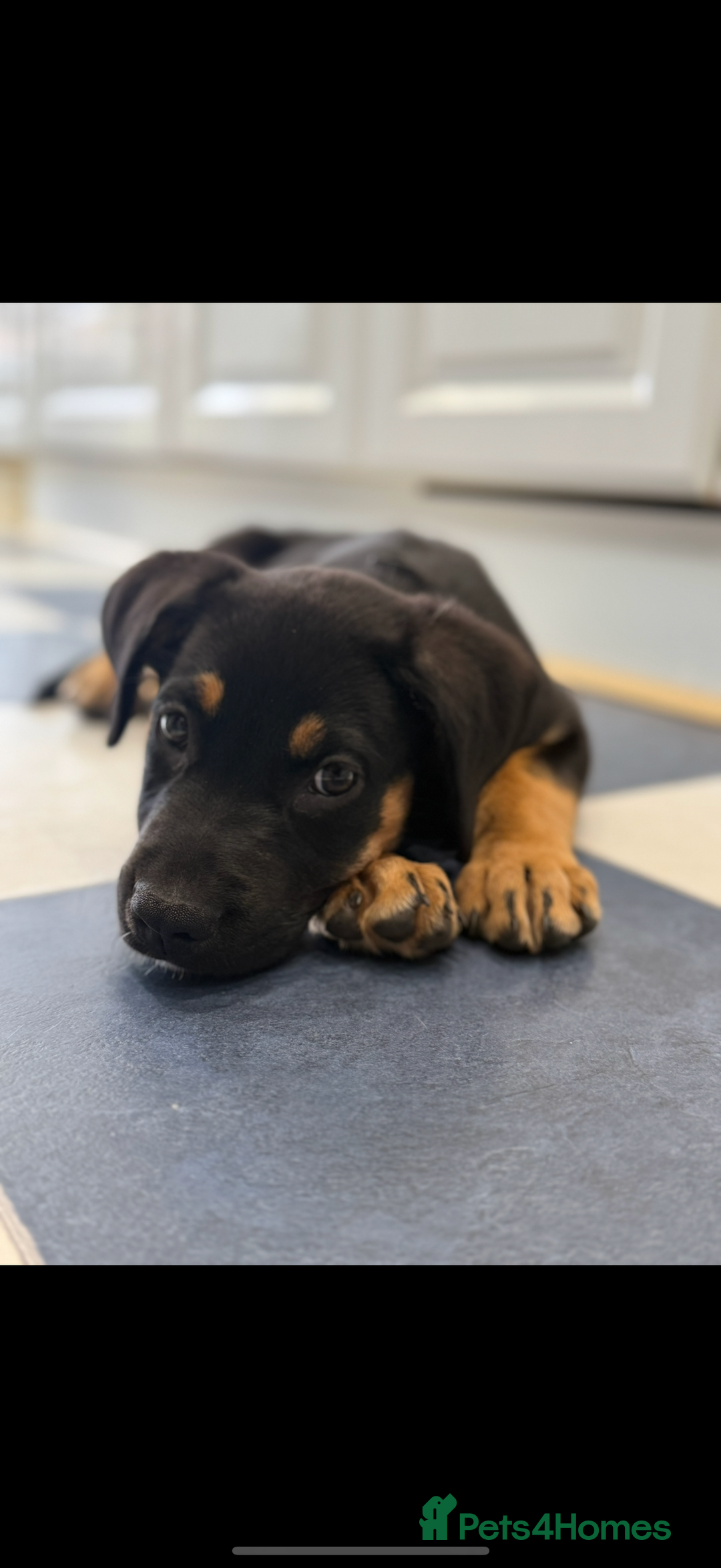 Mixed Breed dogs for sale: Shepweiler X Dogue de Bordeaux Pup for sale  - Image 1