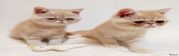 Exotic cats for sale: 2 Chubby Kittens - Advert 3