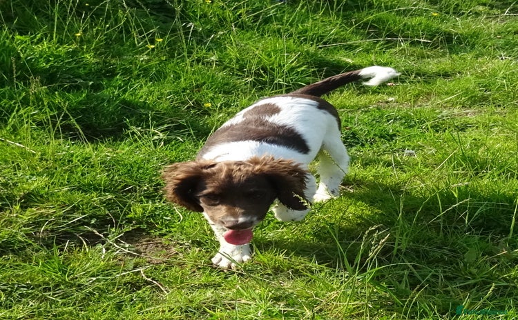 English Springer Spaniel dogs - Advert 8