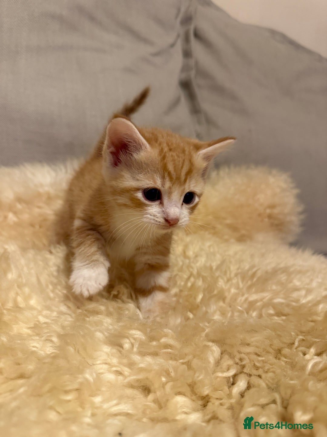 Scottish Fold cats for sale: Scottish fold mix with tabby .  - Image 19