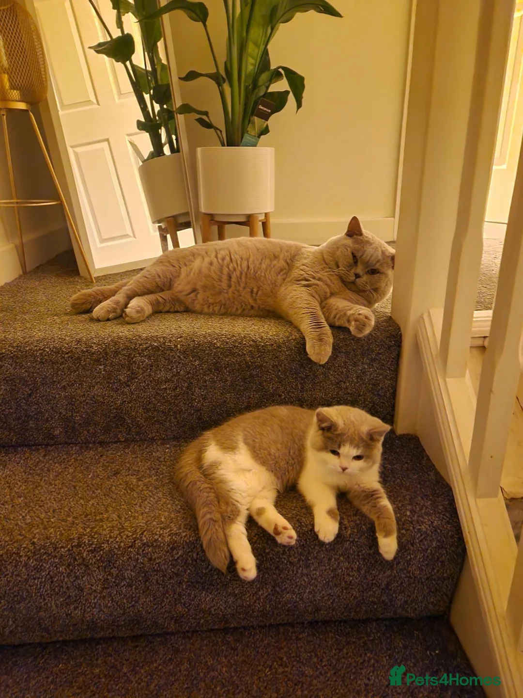British Shorthair cats for stud: 2 BSH FOR STUD CH LILAC BI COLOUR AND BLUE POINT  - Advert 9