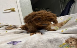 Cockapoo dogs for sale: F1 Cockapoo puppy’s  - Image 13