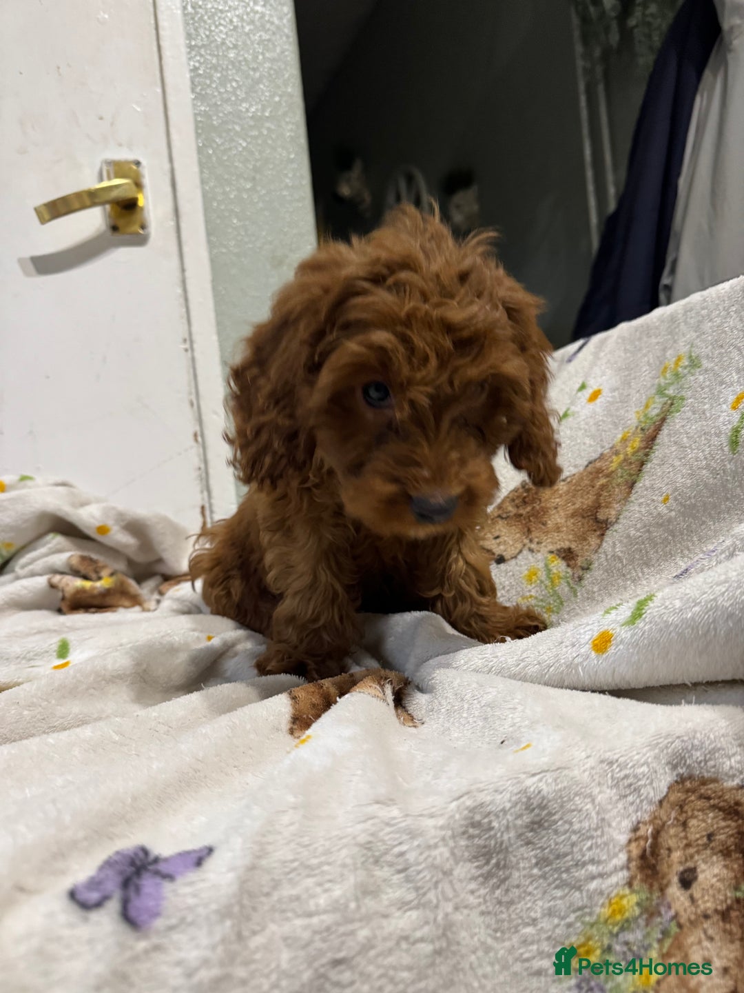 Cockapoo dogs for sale: F1 Cockapoo puppy’s  - Image 13