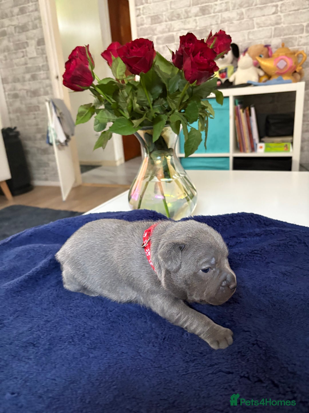 Staffordshire Bull Terrier dogs for sale: Blue Staffordshire Bull Terrier KC registered  - Image 8