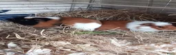 Guinea Pig rodents for sale: Baby Guinea pigs for sale  in Umberleigh - Advert 2