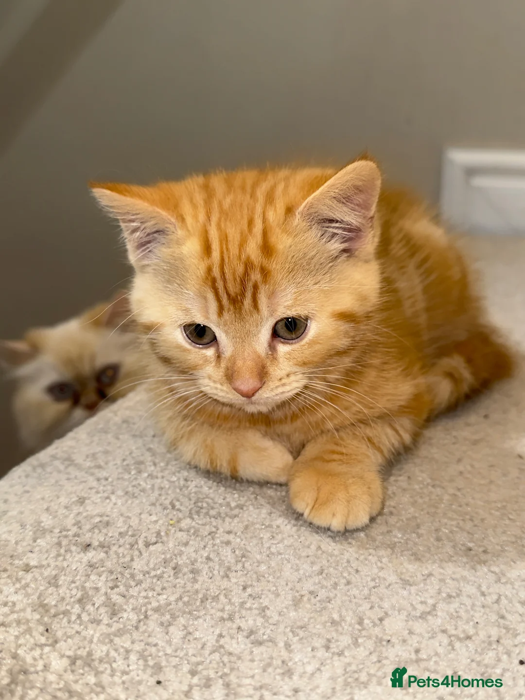Mixed Breed cats for sale: 2 gorgeous Persian cross male kittens for sale  - Advert 5
