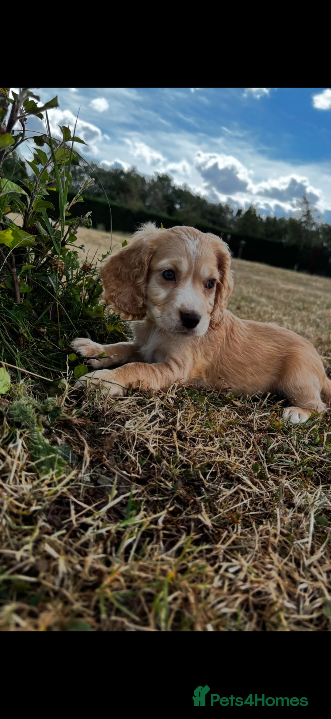 Cocker Spaniel dogs for sale: Cocker spaniel puppy’s  - Advert 10