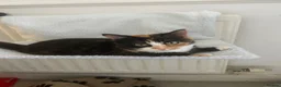 Domestic Shorthair cats for sale: Kittens - Advert 1