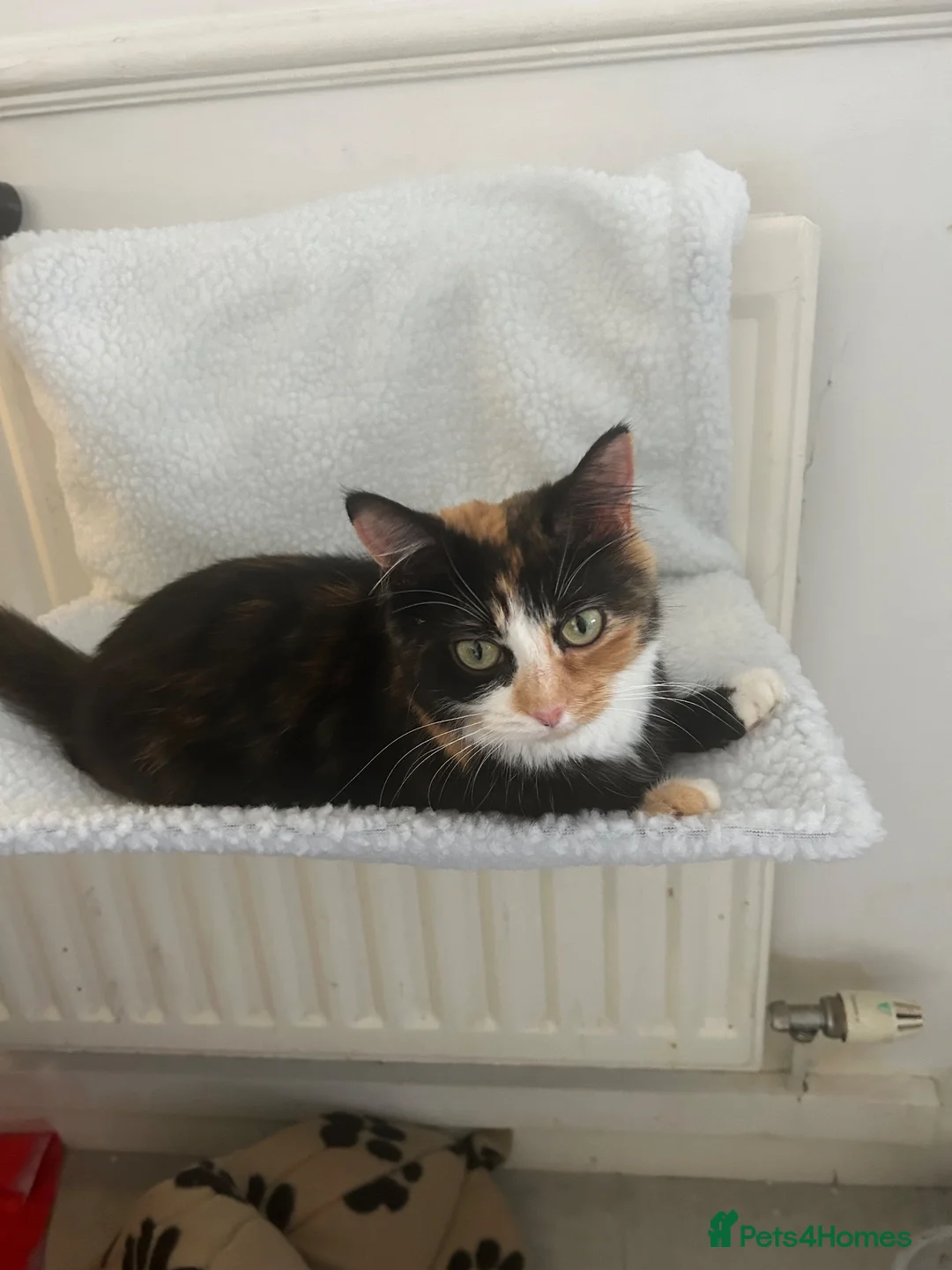 Domestic Shorthair cats for sale: Kittens - Advert 1