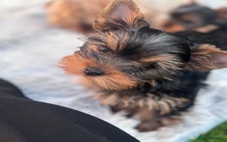 Yorkshire Terrier dogs for sale: Last girl ready🥰 Pedigree Yorkshire Terrier Puppy - Image 37
