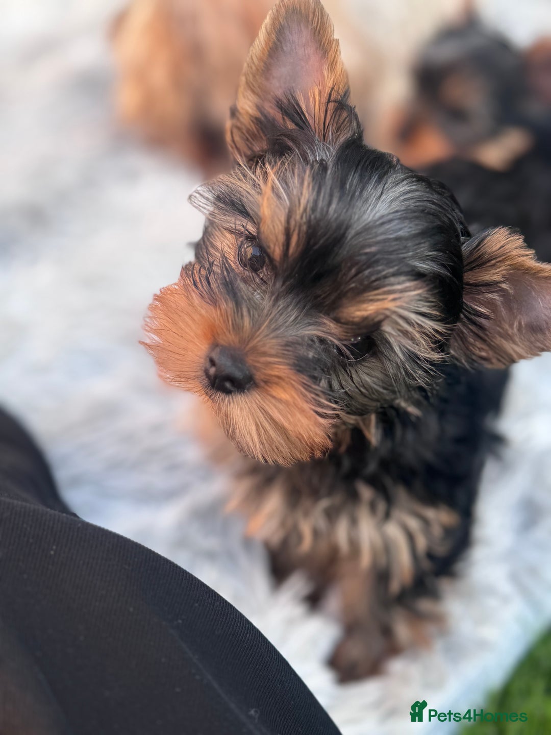 Yorkshire Terrier dogs for sale: Last girl ready🥰 Pedigree Yorkshire Terrier Puppy - Image 37