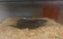 Gerbil rodents for sale: Two female gerbils - Image 3
