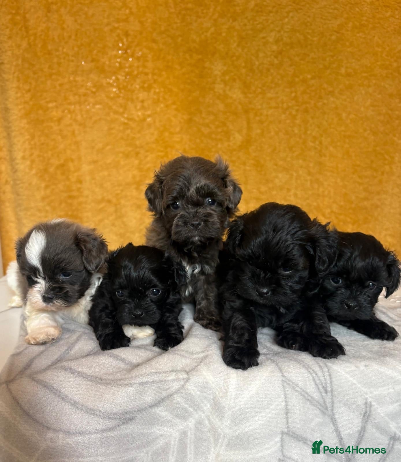 Shihpoo dogs GORGEOUS SHIHPOOS BOTH PARENTS HEALTH TESTED - Advert 1