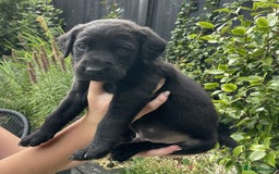 Labrador Retriever dogs for sale: Gorgeous Chunky Labrador Puppies - Image 7