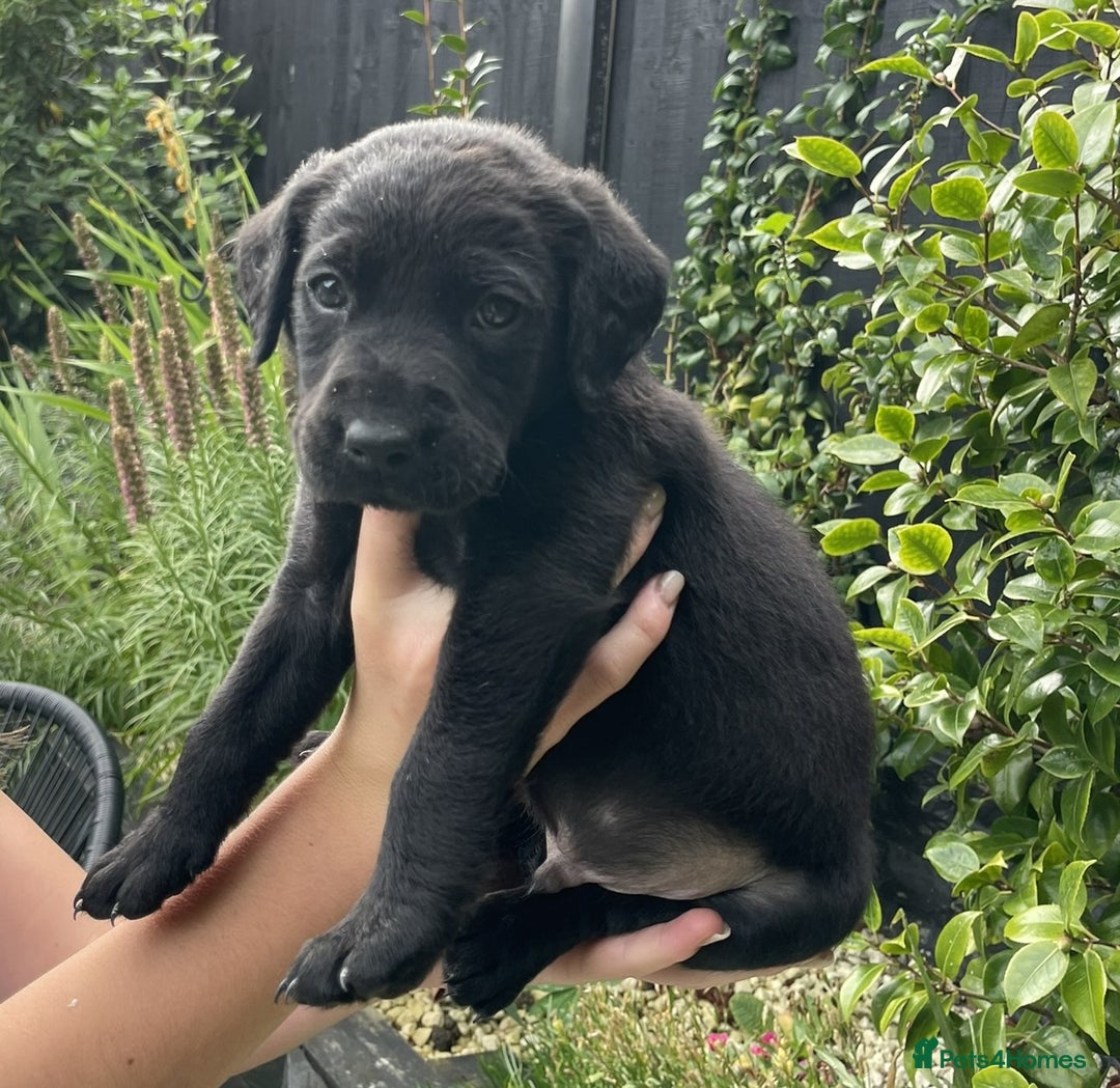 Labrador Retriever dogs for sale: Gorgeous Chunky Labrador Puppies - Image 7