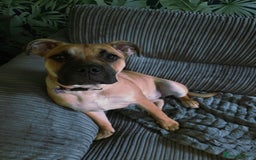 Mixed Breed dogs for sale: 9 month old mixed breed - Image 1