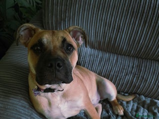 Mixed Breed dogs - Advert 23