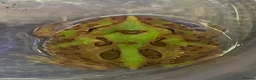 Frog reptiles for sale: Pac-Man Frogs cb26  - Advert 1